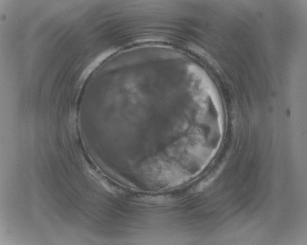 X0000079321121200612081927