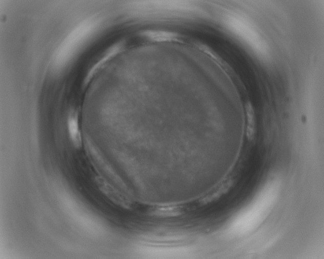 X0000079321198200612081926