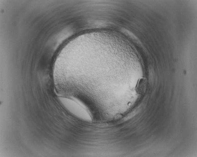 X0000079321210200612081925