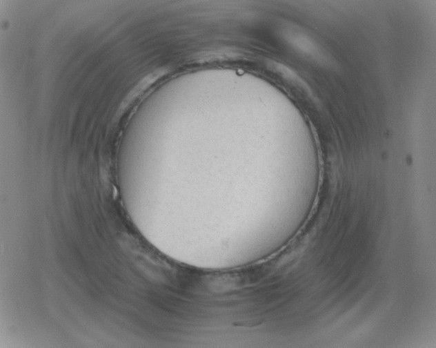 X0000079321217200612081926