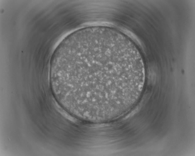 X0000079321228200612081926