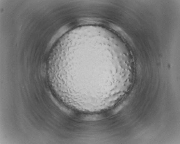 X0000079321233200612081926