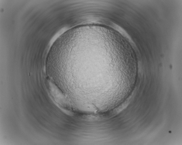 X0000079321234200612081926