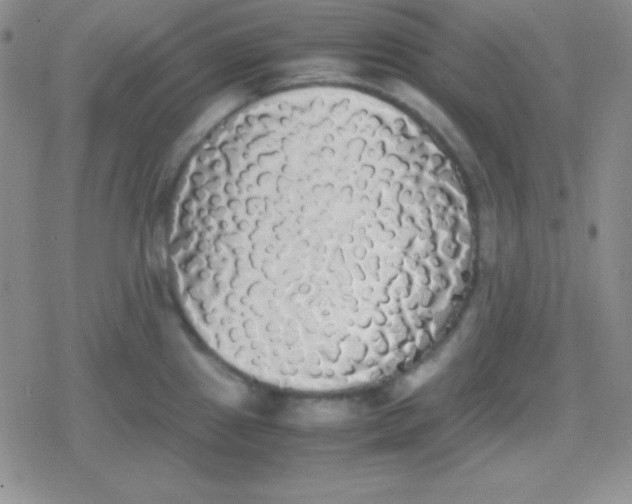 X0000079321241200612081926