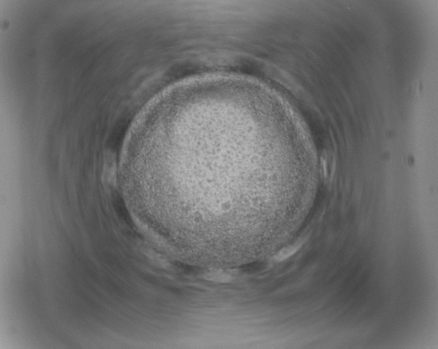 X0000079321251200612081925