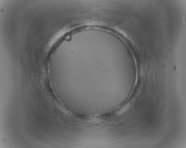 X0000079321263200612081925