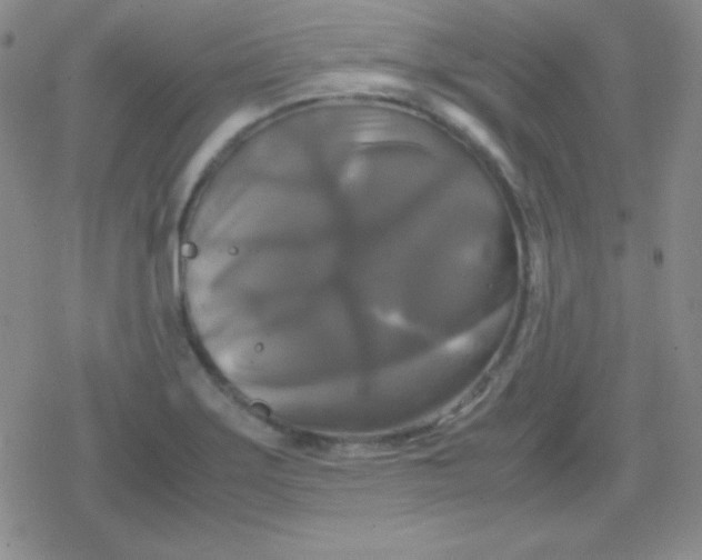 X0000079321275200612081925