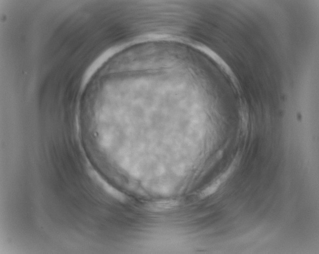 X0000079321294200612081925