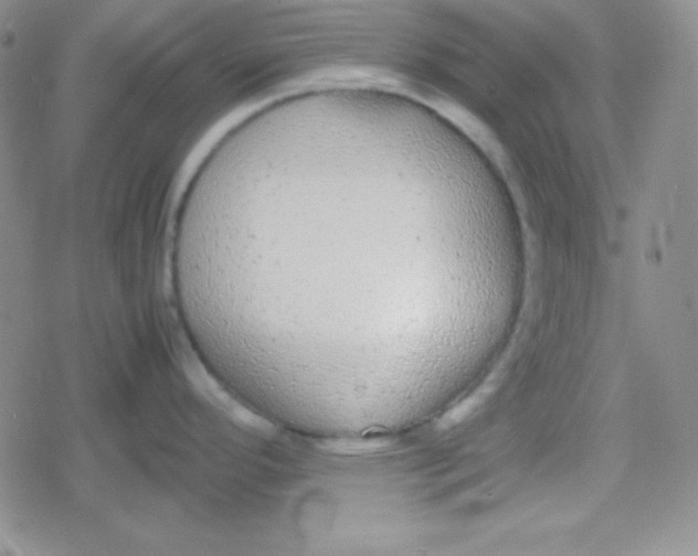 X0000079321296200612081925