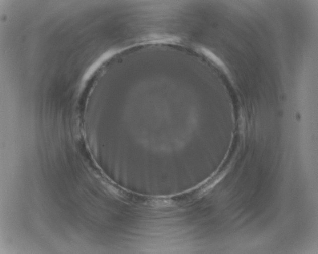 X0000079321310200612081924