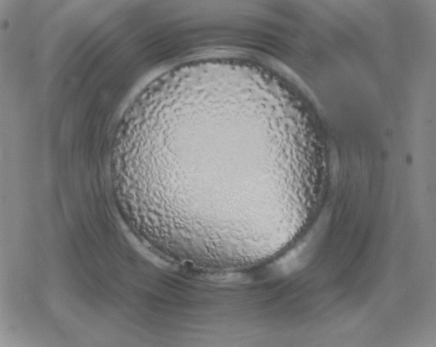 X0000079321417200612081923