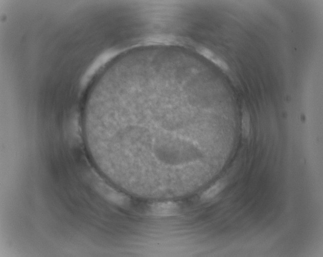 X0000079321454200612081922