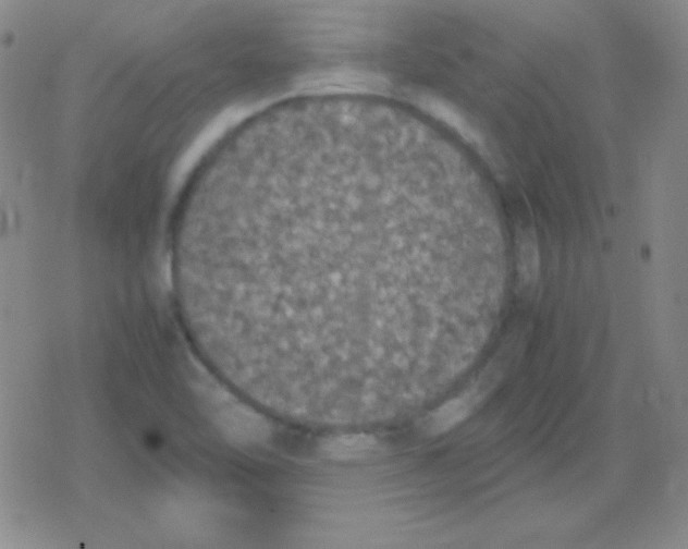 X0000079321462200612081922