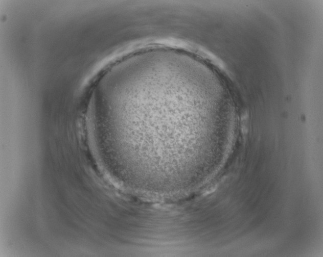 X0000079321496200612081921