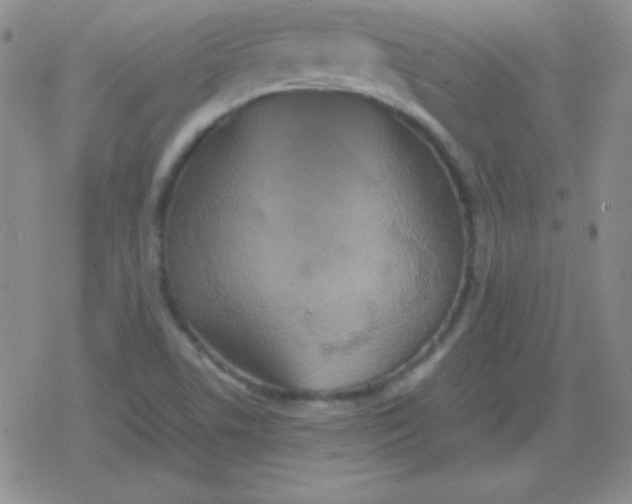 X0000079321506200612081921