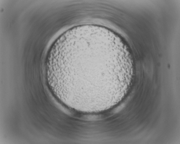 X0000079321517200612081921