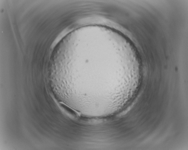 X0000079321521200612081921