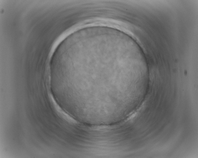 X0000079321522200612081921