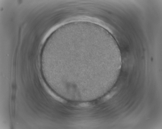 X0000079321523200612081921