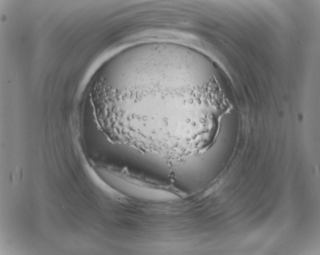 X0000079321531200612081921