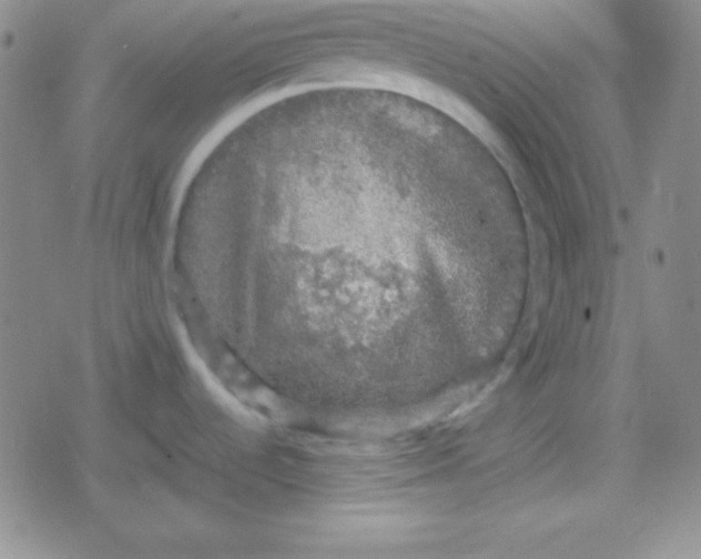 X0000079321536200612081921