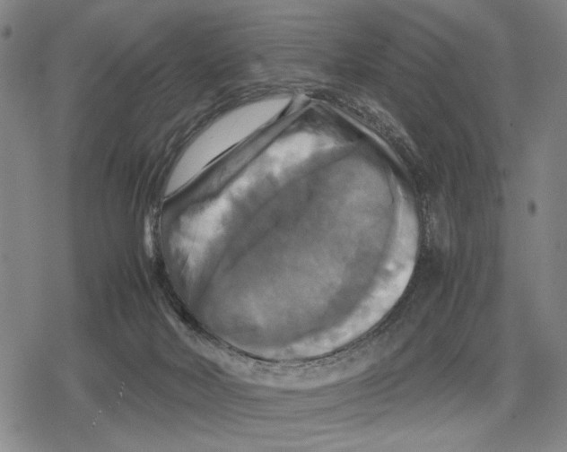 X0000079320026200612151828