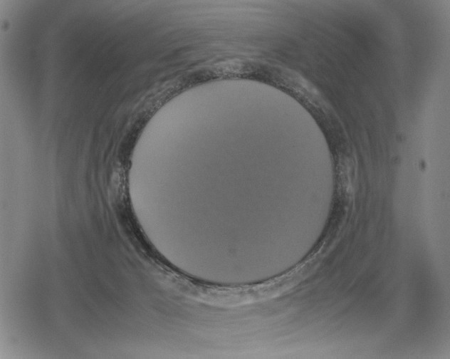 X0000079320029200612151828