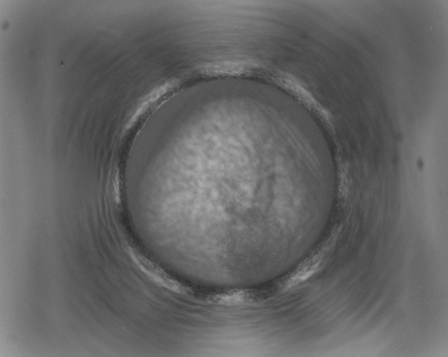 X0000079320068200612151828