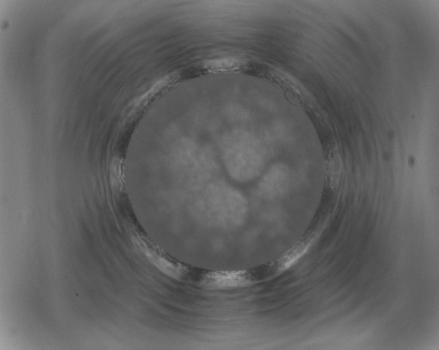 X0000079320093200612151828