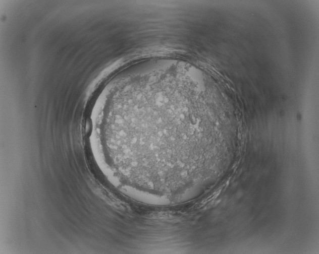 X0000079320244200612151824