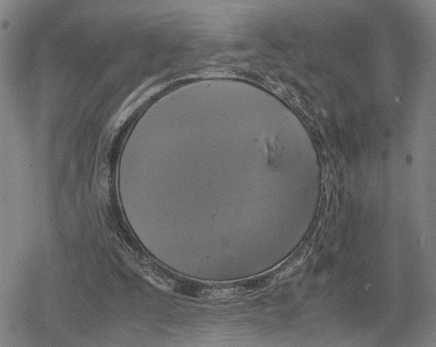 X0000079320295200612151824