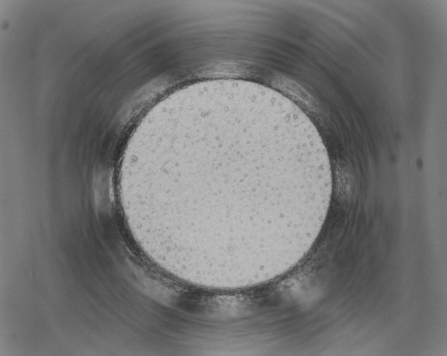 X0000079320302200612151824