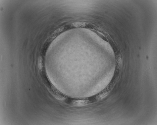 X0000079320323200612151824