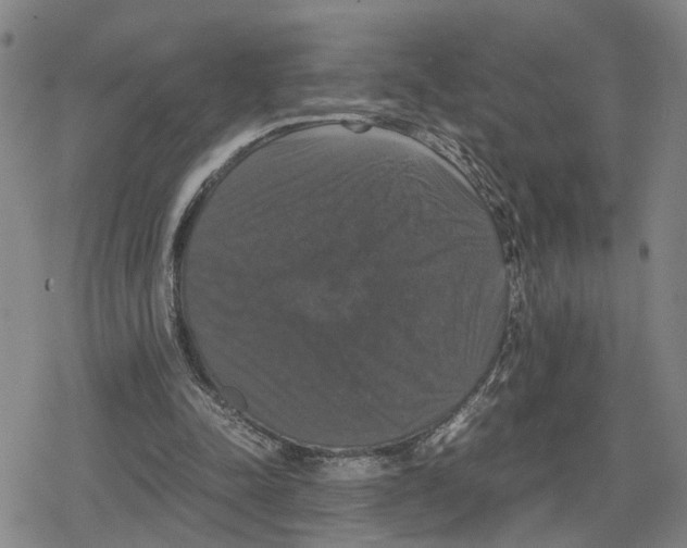 X0000079320342200612151823