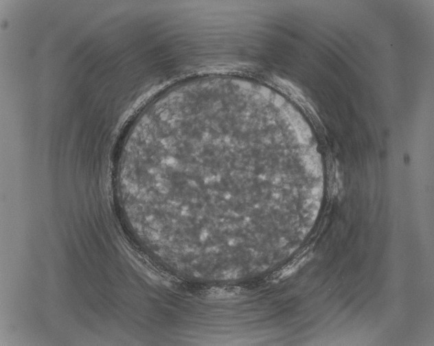 X0000079320346200612151823