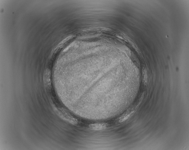 X0000079320356200612151823