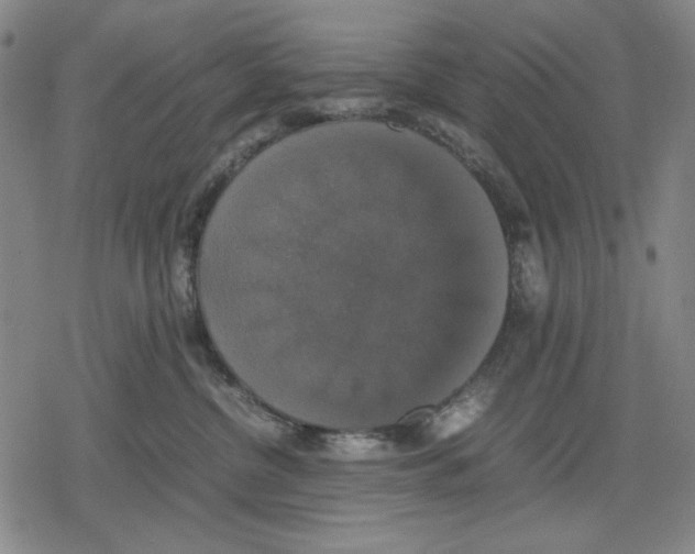 X0000079320380200612151823