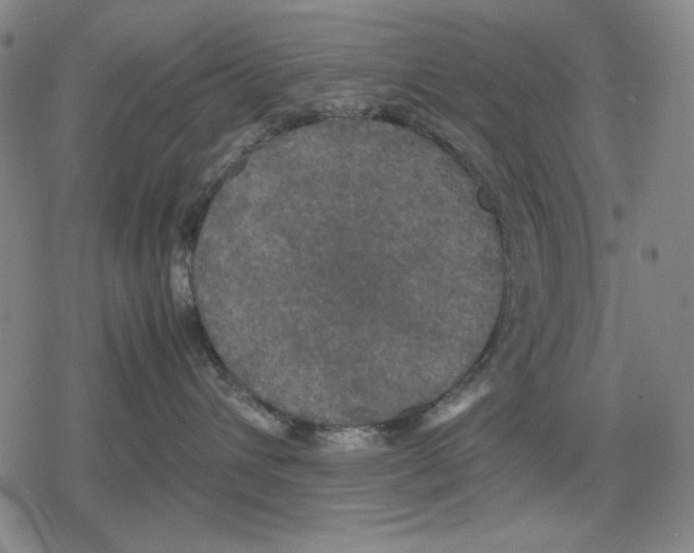 X0000079320432200612151822