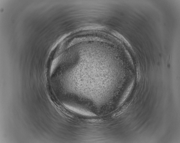 X0000079320436200612151821