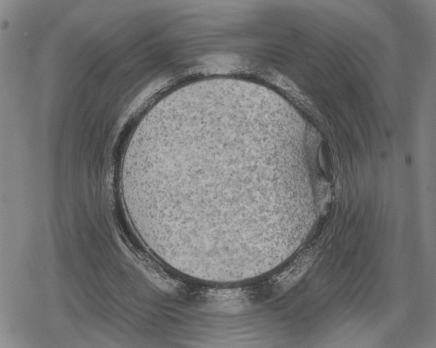 X0000079320440200612151821