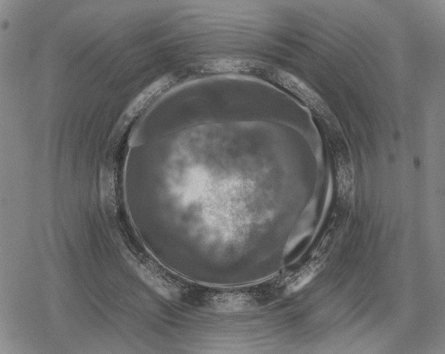 X0000079320444200612151821