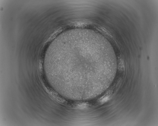 X0000079320456200612151821