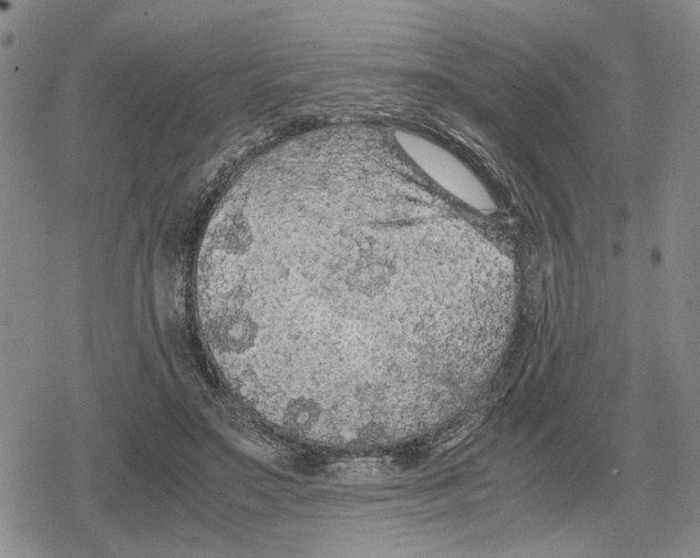 X0000079320499200612151821