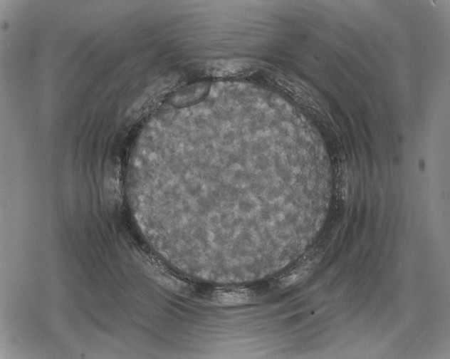 X0000079320510200612151820