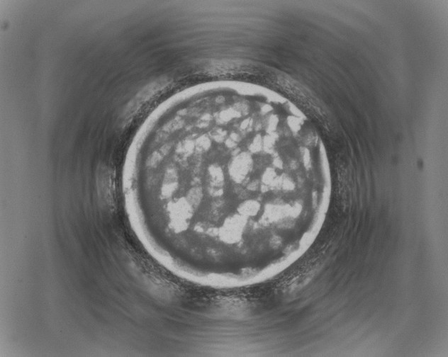 X0000079320592200612151819