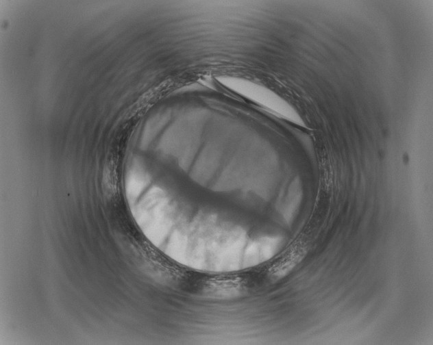 X0000079320606200612151819