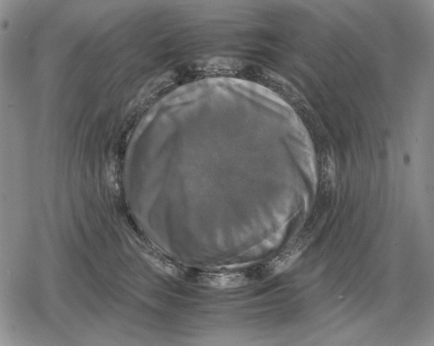 X0000079320663200612151818