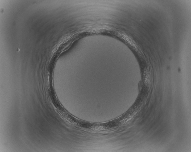 X0000079320685200612151818