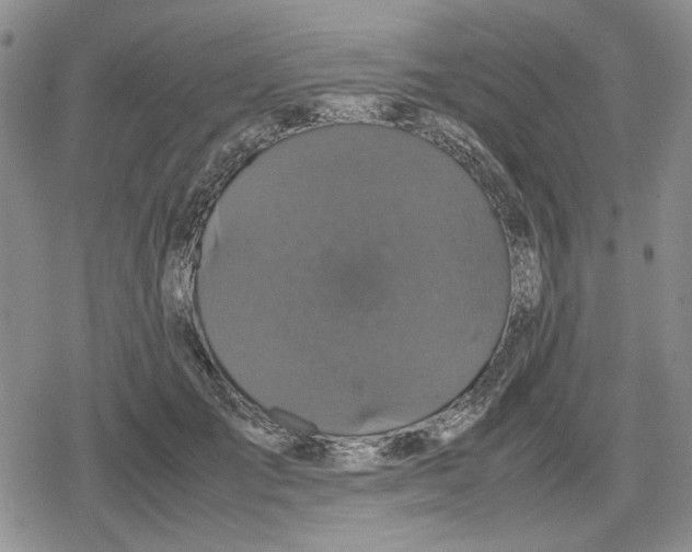 X0000079320701200612151817