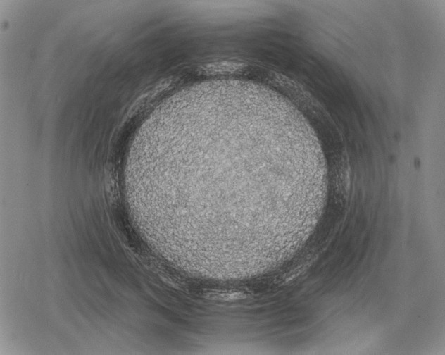 X0000079320743200612151817